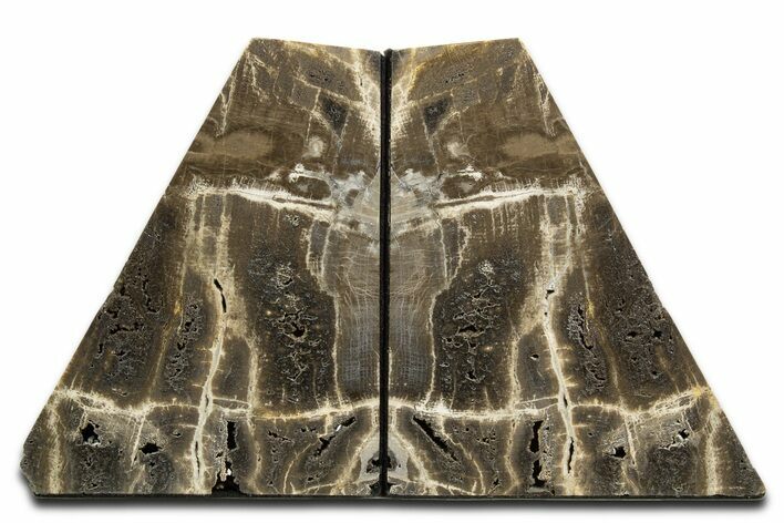 Tall Petrified Wood Bookends - Deschutes River, Oregon #344130